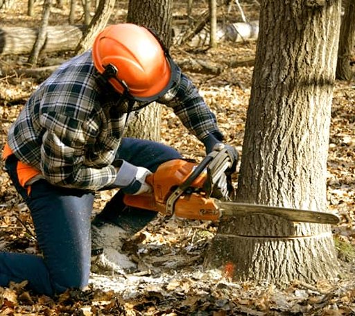 Tree Removal in Blanchard, PA